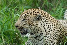 leopard (17 von 60).jpg